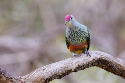 Rose-crowned Fruit-dove2