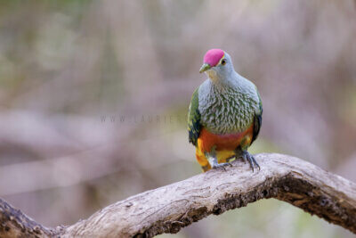 Rose-crowned Fruit-dove3