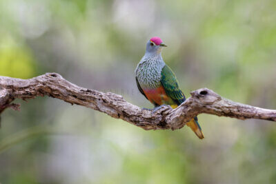 Rose-crowned Fruit-dove5