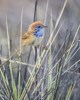 GUIDE TO FINDING BIRDS AROUND ALICE SPRINGS
