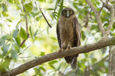 Rufous Owl - Adult (Ninox rufa rufa)