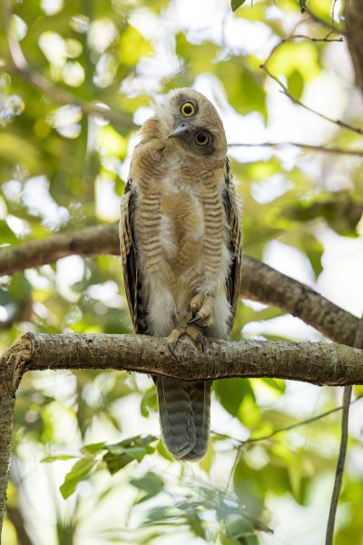 Rufous Owl - Fledgling (Ninox Rufa)