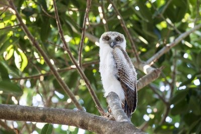 Rufous Owl - Fledgling (Ninox rufa rufa).2