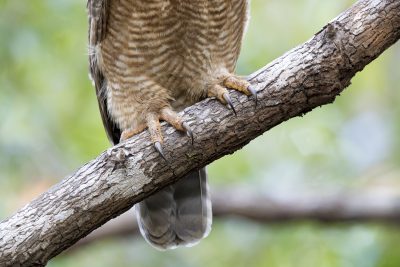 Rufous Owl - Talons (Ninox rufa)
