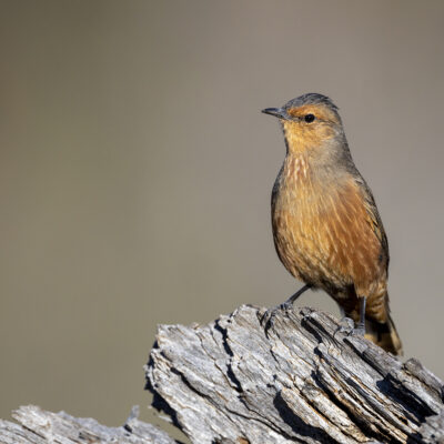 Australasian Treecreepers, Lyrebirds and Scrub-birds