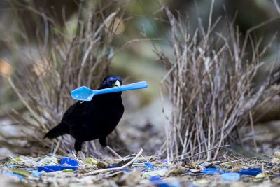 Satin Bowerbird - Male at Bower with spoon (Ptilonorhynchus violaceus)