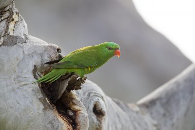 Scaly-breasted Lorikeet - At Nest Hole (Trichoglossus chlorolepidotus)