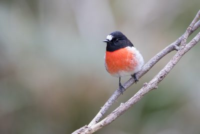 Scarlet Robin - Male (Petroica boodang)