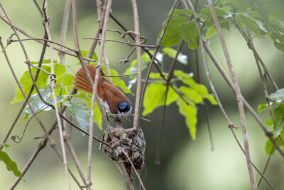 Shining Flycatcher - Female building nest1