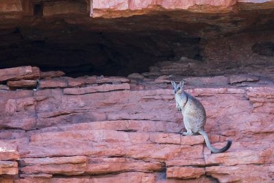 Short-eared Rock-wallaby