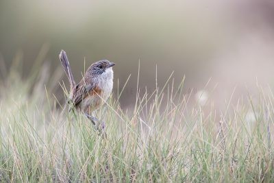 Short-tailed Grasswren - Female sitting in Spinifex (A.m.merrotsyi)