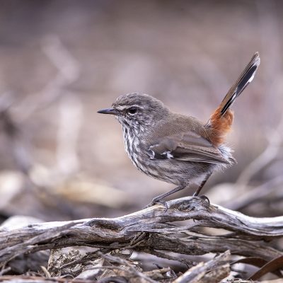 Thornbills, Bristlebirds, White-eyes and Gerygones