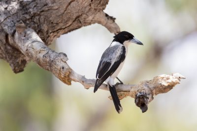Silver-backed Butcherbird (Cracticus Torquatus Argenteus) - Pine Creek, NT