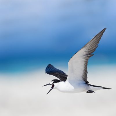 Tropicbirds, Gulls, Terns and Skimmers