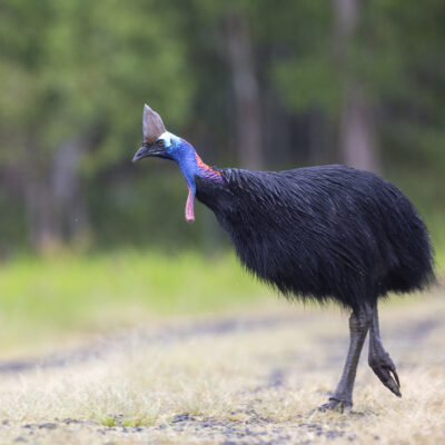 Cassowaries, Emu and Megapodes