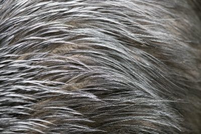 Southern Cassowary (Feathers)