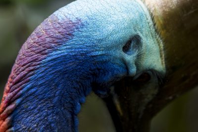 Southern Cassowary (Neck Colours)