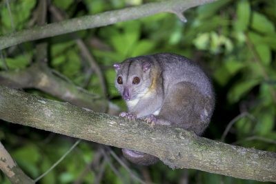 Southern Common Cuscus