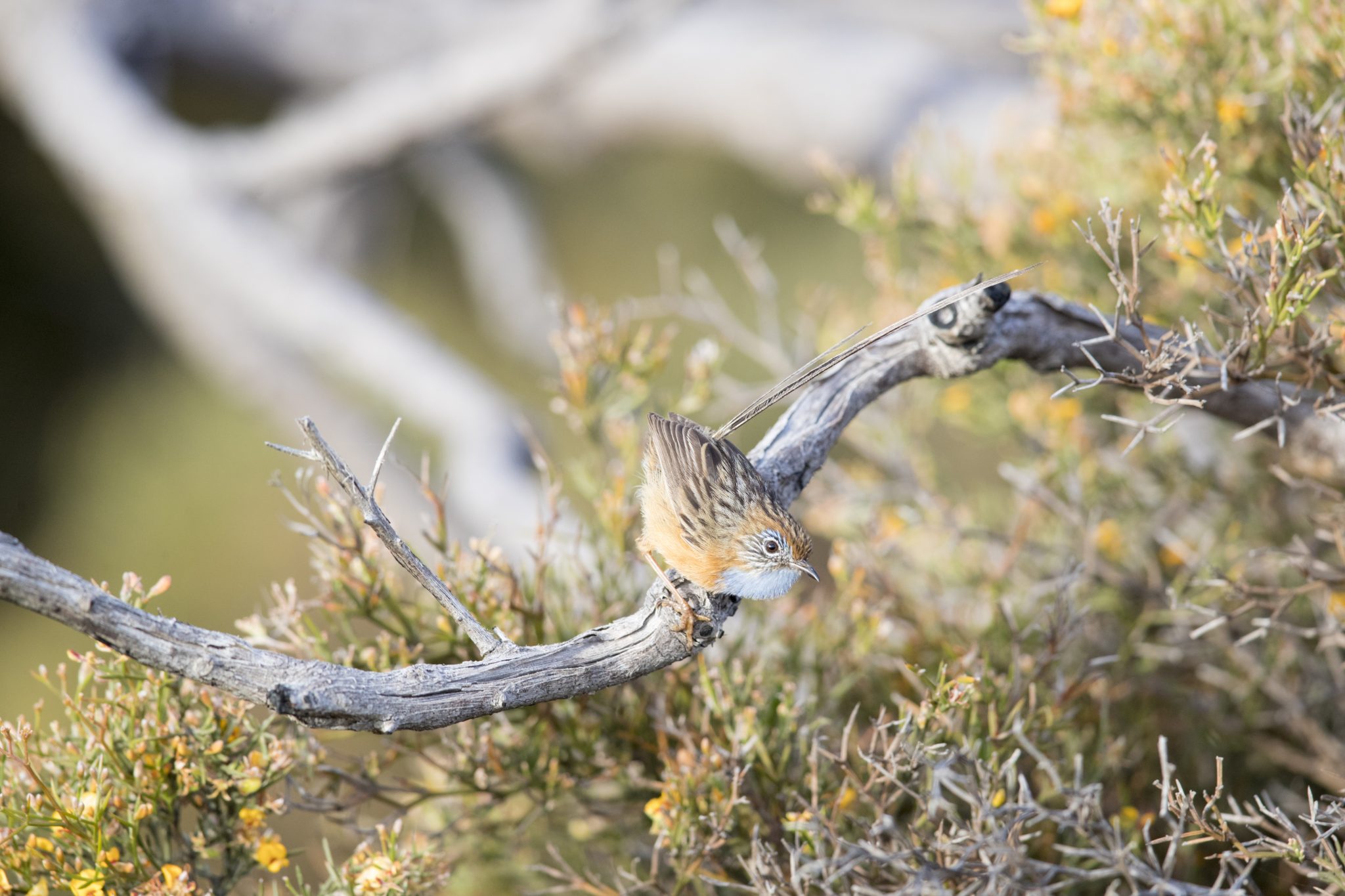 Southern Emu-wren - Male (Stipiturus malachurus westernensis)