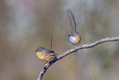 Southern Emu-wren - Pair3