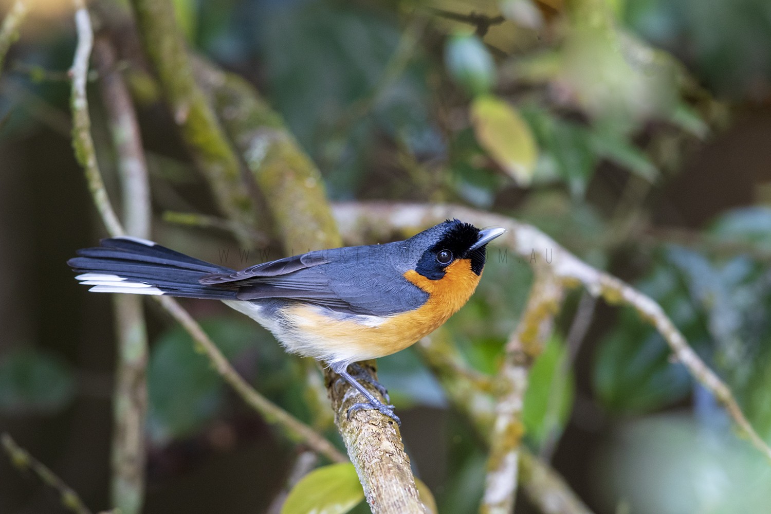 Australian Bird Photography by Laurie Ross | Australian Bird Photography