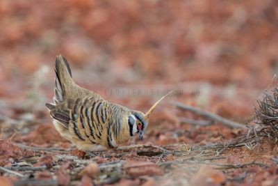 Spinifex Pigeon - Displaying