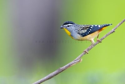 Spotted (Wet Tropics) Pardalote