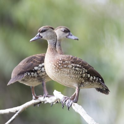 Ducks, Geese, Magpie Goose and Waterfowl