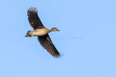Spotted Whistling-duck - In Flight