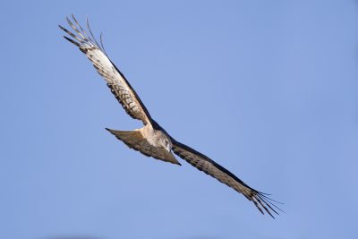 Square-tailed Kite - In Flight (Lophoictinia isura)1