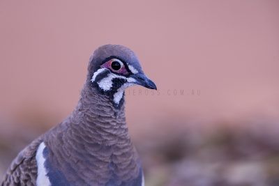 Squatter Pigeon - Portrait