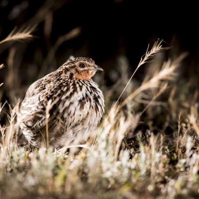 Pheasants, grouse and allies