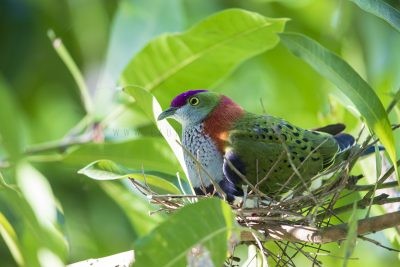 Superb Fruit-dove - Male on Nest (Ptilinopus superbus superbus)
