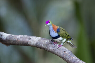 Superb Fruit-dove - Male2