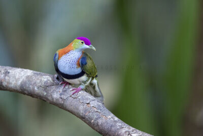 Superb Fruit-dove - Male3