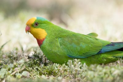 Superb Parrot - Close Up (Polytelis swainsonii)