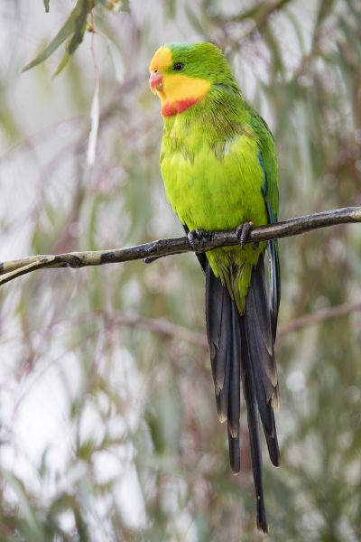 Superb Parrot - Male (Polytelis Swainsonii) - Orange, NSW