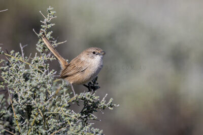 Thick-billed Grasswren (A.m.cowarie) - Male