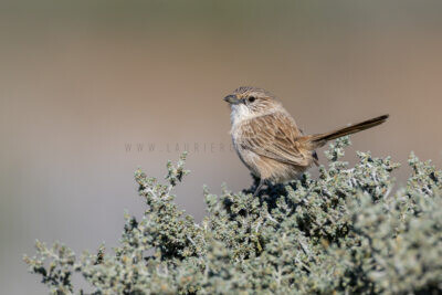 Thick-billed Grasswren (A.m.cowarie) - Male Back