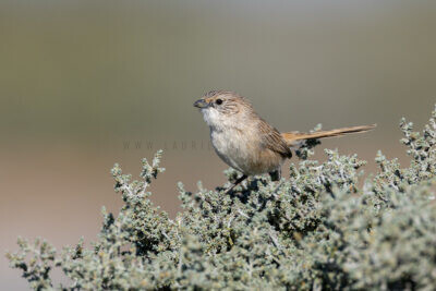 Thick-billed Grasswren (A.m.cowarie) - Male2
