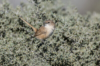Thick-billed Grasswren (A.m.cowarie) - Male4