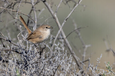 Thick-billed Grasswren (A.m.cowarie) - Male6