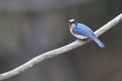 Tickell's Blue-flycatcher - Male (Cyornis tickelliae).