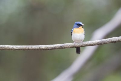 Tickell's Blue-flycatcher - Male (Cyornis tickelliae)