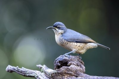Victoria's Riflebird - Charlie