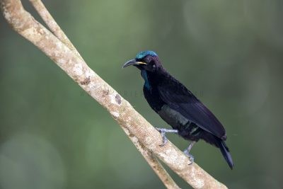 Victoria's Riflebird - Male