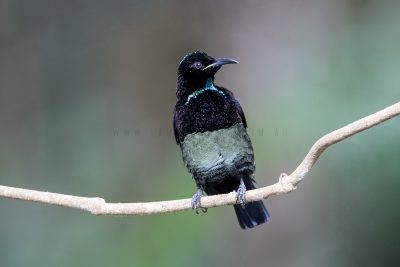 Victoria's Riflebird - Male Bathing