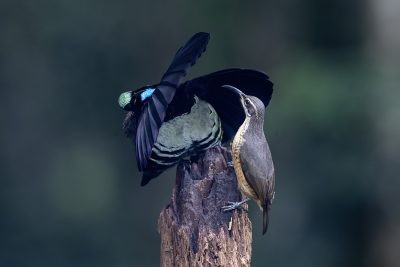 Victoria's Riflebird - Male displaying to female1
