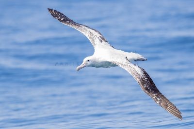 Wandering Albatross - In Flight