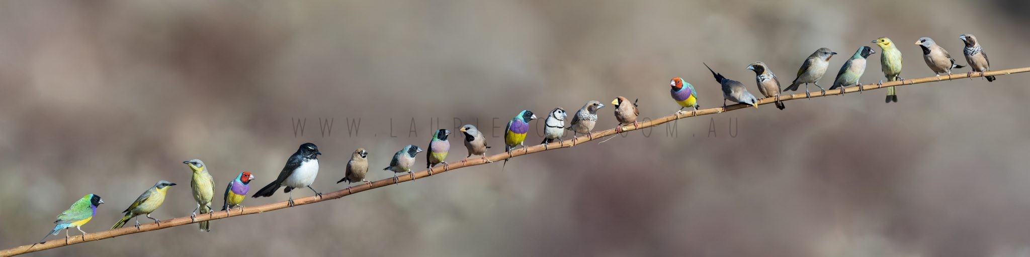 Waterhole Composition